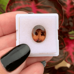 1000x1000-Bruno--11-